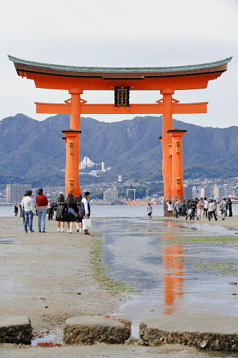 Miyajima, Japan-October 18, 2013: Local tourists visit the 1168 AD first built Great Torii of Itsukushima shrine at low tide walking around and under it on October 18, 2013. Hatsukaichi city-Hiroshima pref.