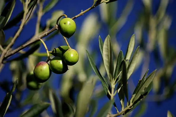 Olives on the tree branch