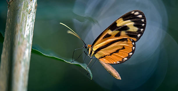 istock Butterfly in contrast to the dark forest background 622450082