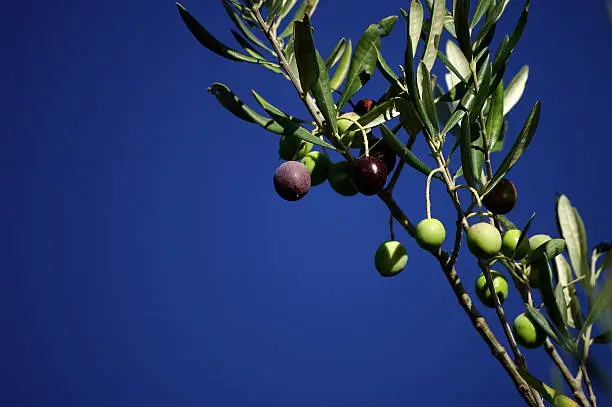 During ripening olives change their color from green to black