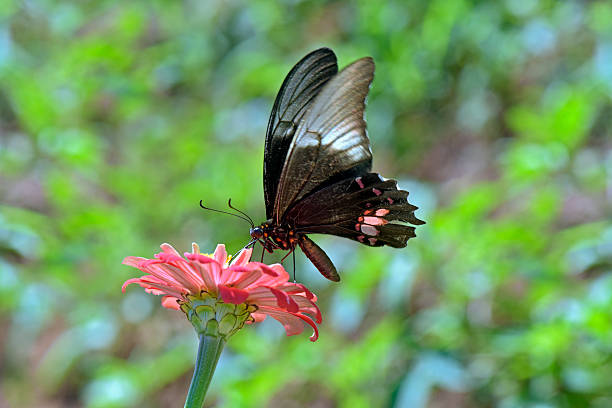 istock Butterfly pollinating a pink flower 622450428