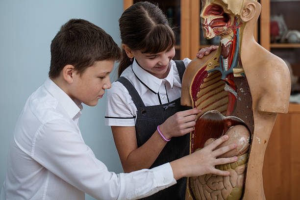istock Biology lesson at school 622450828