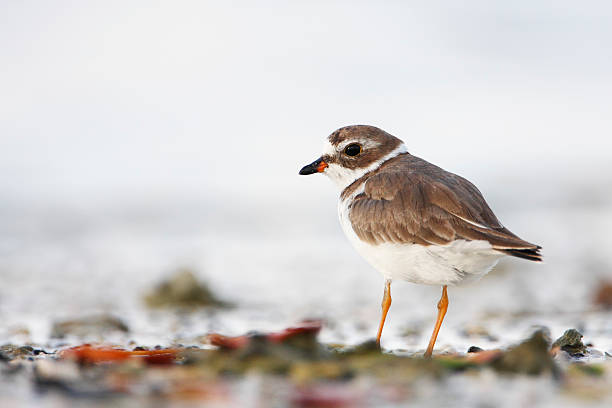 istock Semipalmated plover (Charadrius semipalmatus), Curry Hammock State Park, Florida, USA 622451834