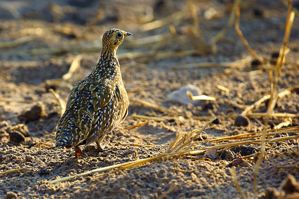 istock Burchell's sandgrouse in Etosha National Park, Namibia 622451982
