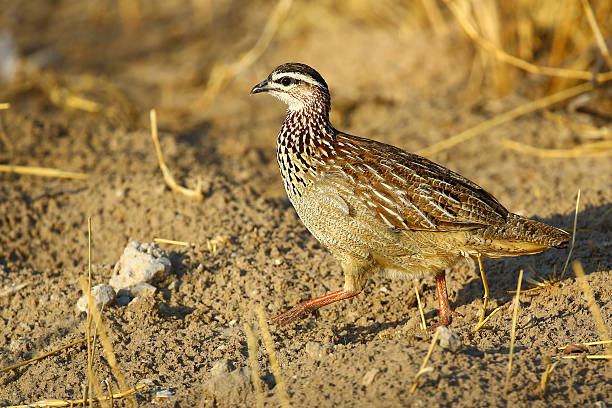 istock Crested francolin in Etosha National Park, Namibia 622452018