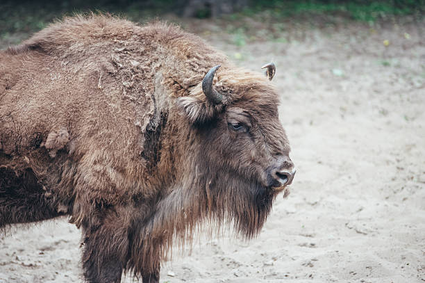 istock portrait of bison 622452914