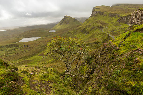 istock Lonely tree on top of a green hill 622453498