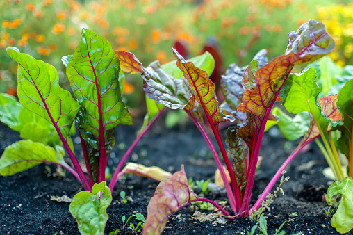 Sugar beets with fresh leaves in the garden. The Red Veined Leaves of Beetroot (Beta vulgaris).