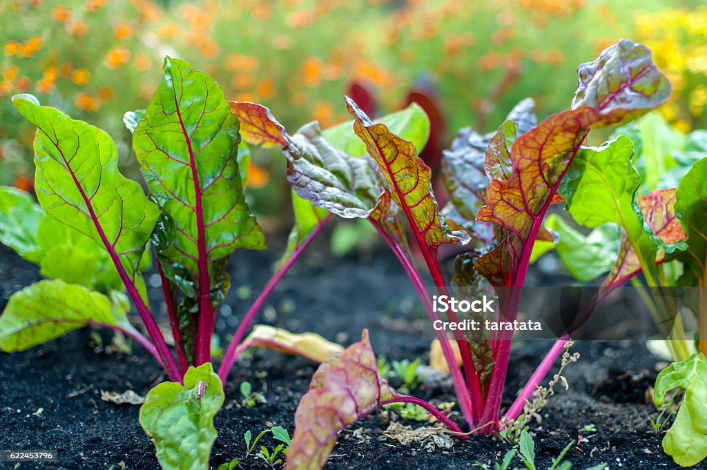 Red Veined Leaves Sugar beets with fresh leaves in the garden. The Red Veined Leaves of Beetroot (Beta vulgaris). Vegetable Garden Stock Photo