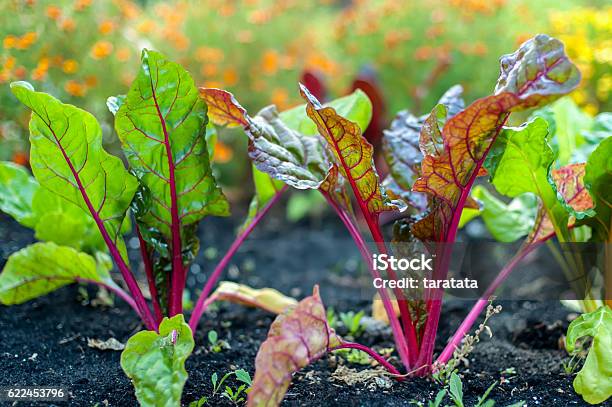 Red Veined Leaves Stock Photo - Download Image Now - Vegetable Garden, Beet, Growth