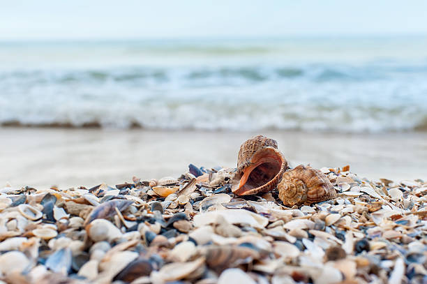 Two shells close-up Close-up of two shells on the beach with sea on background, shallow DOF, soft focus. sea shell stock pictures, royalty-free photos & images