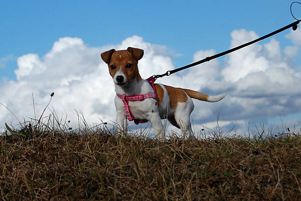 istock cute puppy in basket 622454674
