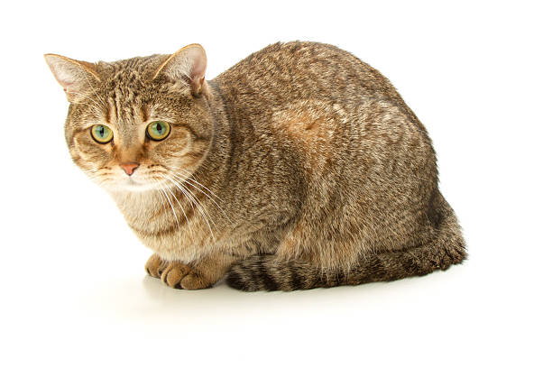 istock British Shorthair cat 2 622454732