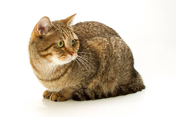 istock British Shorthair cat 3 622454748