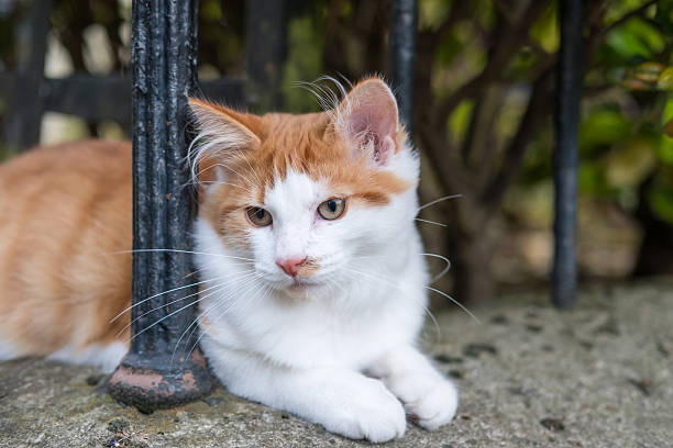 istock Orange and White Cat in the Grass 622454814