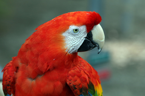 Colorful Green-Winged Macaw Parrot Bird