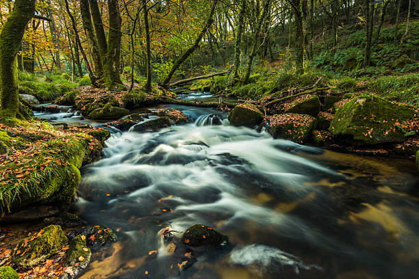 istock Fast flowing wild creek in forest 622455988