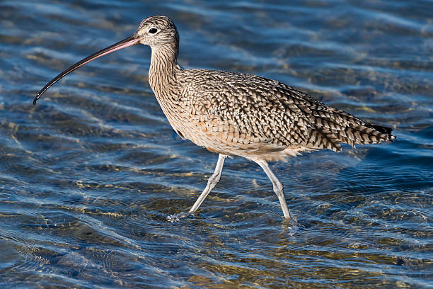istock Long-billed Curlew with Foot Up 622455994