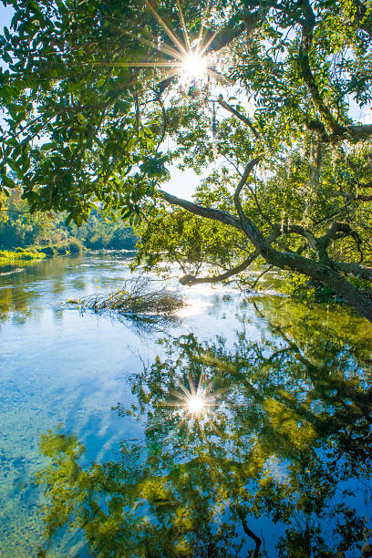 riflessione in acqua di sorgente - vertical forest national forest woods foto e immagini stock