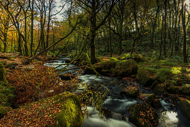 istock Fast flowing wild creek in forest 622456434