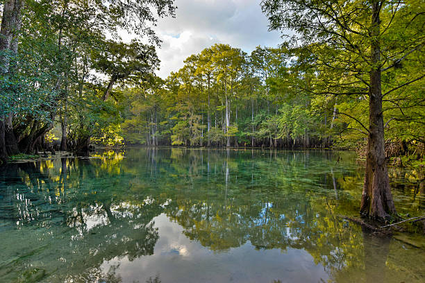 istock Manatee Springs on the Suwanee River, Florida 622456474