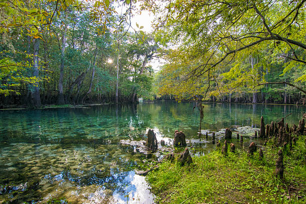 istock Manatee Springs on the Suwanee River, Florida 622456518