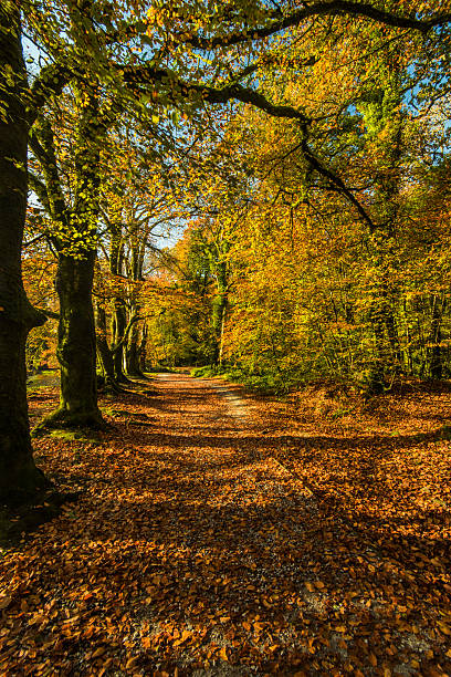 istock Autumnal vibrant colors in forest 622456996