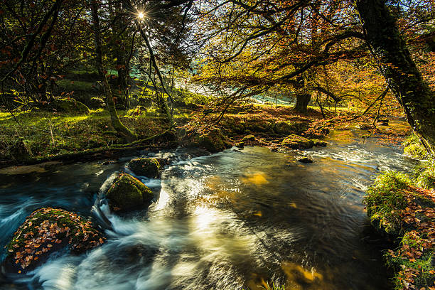 istock Fast flowing wild creek in forest 622457342