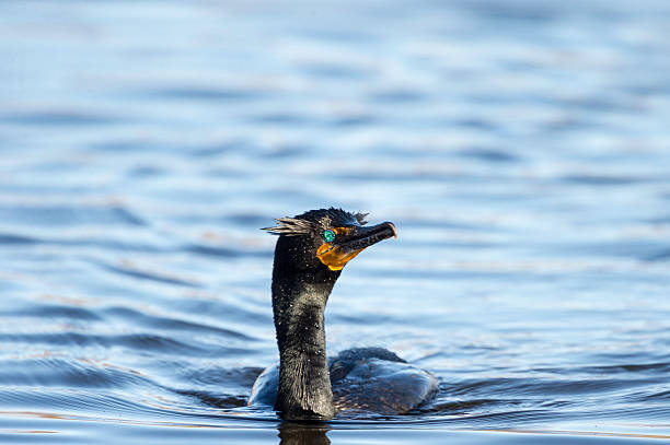 Breeding adult Double-crested Cormorant