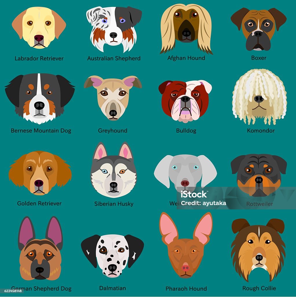 Dog Faces Set With Breeds Name Stock Illustration - Download Image ...