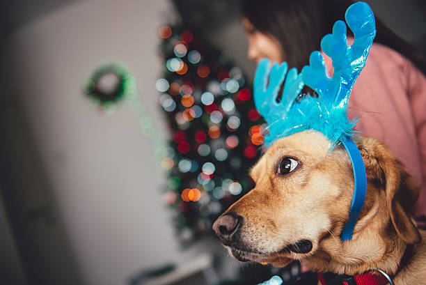 istock Dog with Reindeer Antlers 622458434