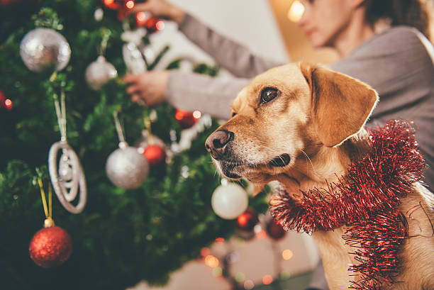 istock Dog sitting by the christmas tree 622459124