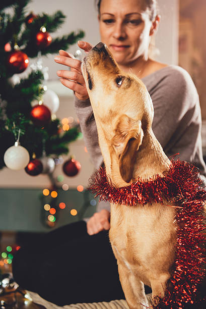 istock Woman cuddling dog and decorating christmas tree 622459292