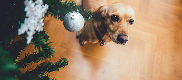 istock Dog sitting by the christmas tree 622459628