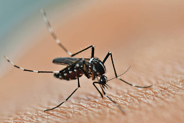 ssanie komarów - haustellum zdjęcia i obrazy z banku zdjęć