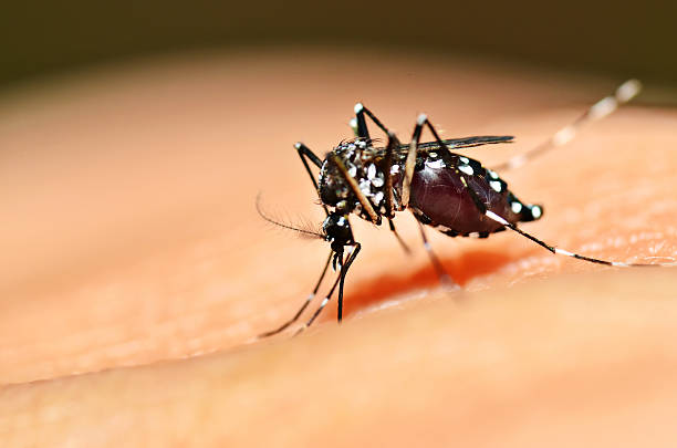 aedes komara ssanie - haustellum zdjęcia i obrazy z banku zdjęć