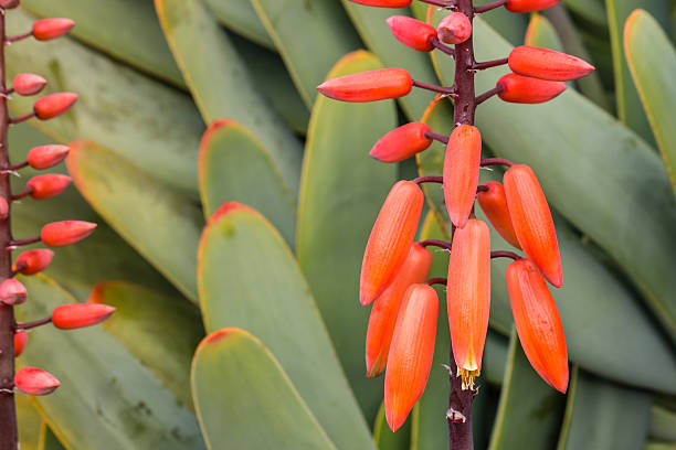 istock orange fan aloe flowers in bloom 622508910