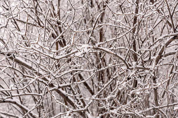 istock branches snow hoarfrost background winter 622509044