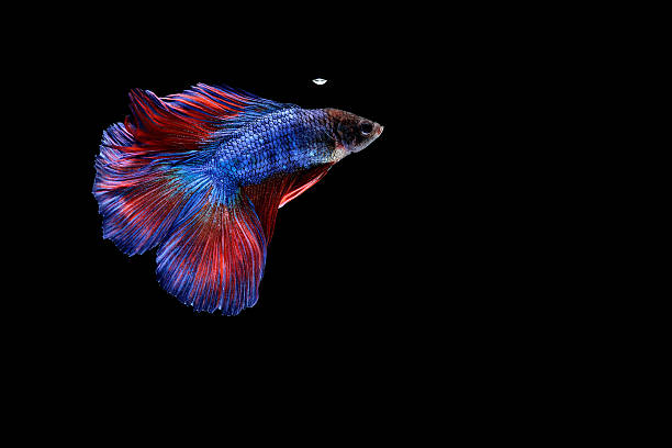 istock Fighting fish Photography Betta splendens 622509374