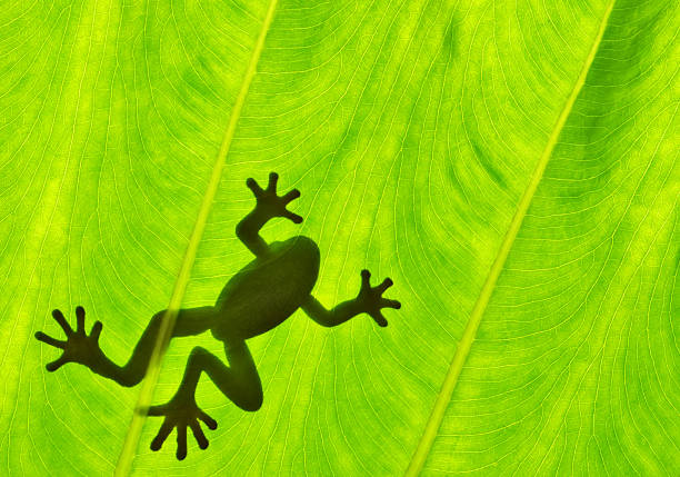 istock Silhouetted of frog 622511090