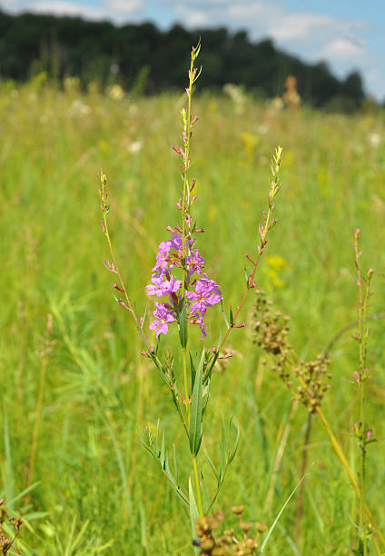 istock Chamerion angustifolium, commonly known as fireweed,  great willowherb,  rosebay willowherb 622511424
