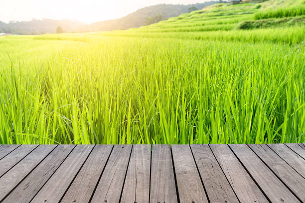 istock Rice field terraces at Mae Klang Luang, Chiangmai province 622512426