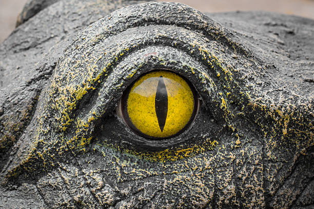 istock Yellow eyes of crocodiles. 622513084