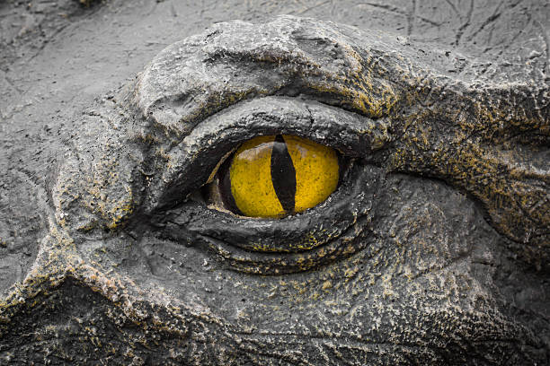 istock Yellow eyes of crocodiles. 622513544