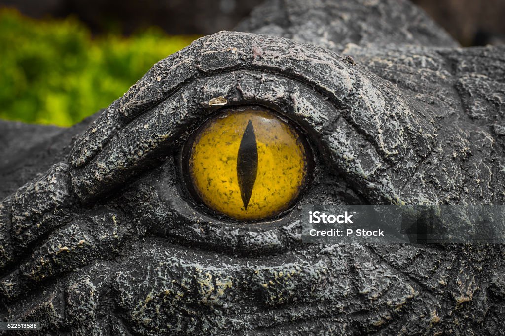 Gelbe Augen von Krokodilen. - Lizenzfrei Echte Krokodile Stock-Foto