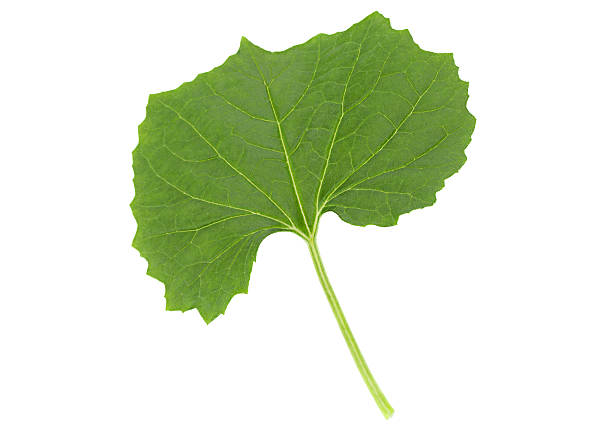 istock Momordica young leaf on white 622515874