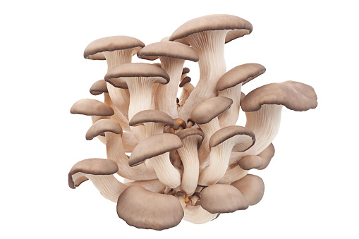 oyster mushroom closeup isolated on white background