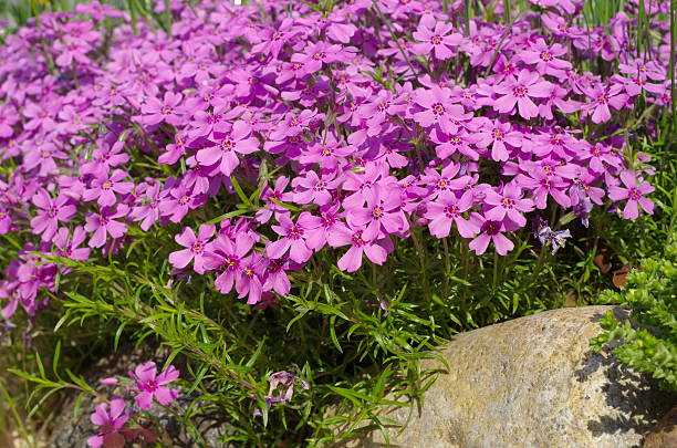 istock Flowers Phlox subulate in the garden 622516758