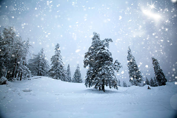 istock Trees covered with snow in the mountains 622518756