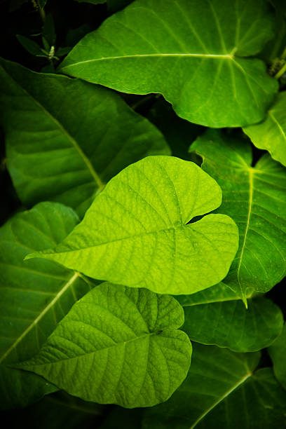 istock Green love shaped leaves. 622518998